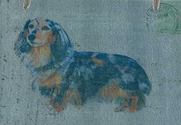 Dachshund (longhaired, dapple)